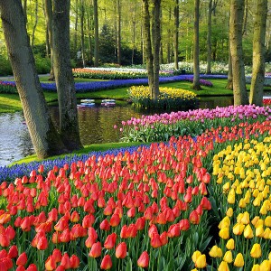 Dagtochten_Keukenhof