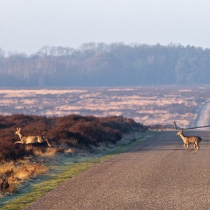 Dagtochten_RondritVeluwe