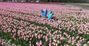 Tulpenveld Keukenhof