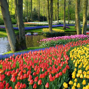 /Portals/0/images/uploads/2015/03/Dagtochten_Keukenhof-360x360.jpg